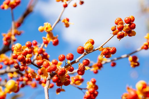 Paniculatus Drug Interactions - CelastrusShop.com