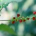 Celastrus Paniculatus Safety & Side Effects