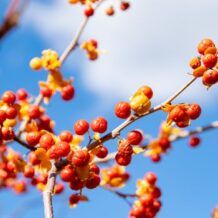 How to Use Celastrus Seeds and Oil Traditionally
